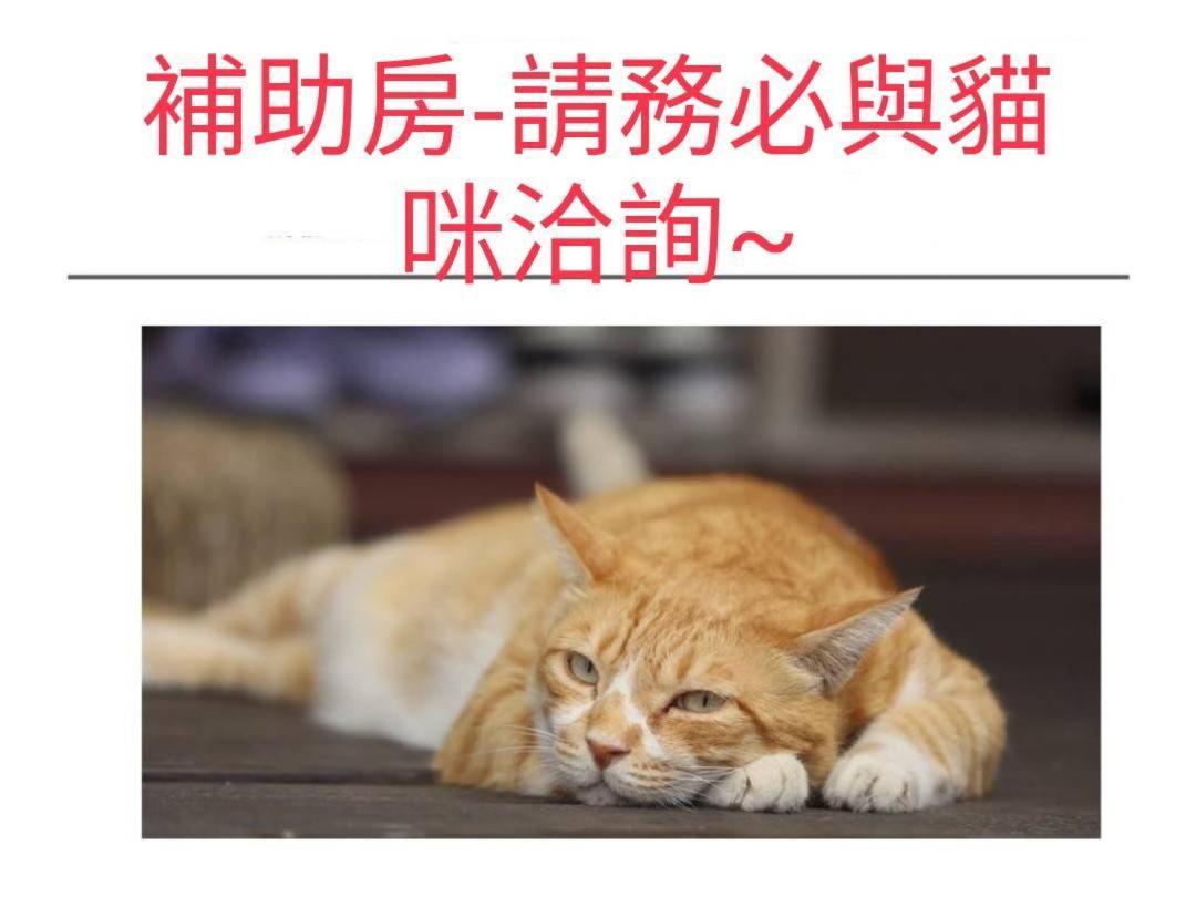 貓咪民宿mini館-中午即可入房 T'ai-tung Exteriér fotografie